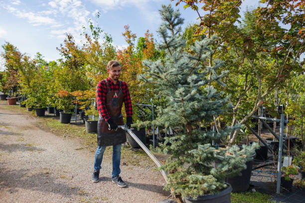 Best Tree Disease Treatment  in Haubstadt, IN